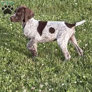 Drake, German Shorthaired Pointer Puppy